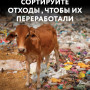 small_seria_9_animal_poster_a2_4.jpg